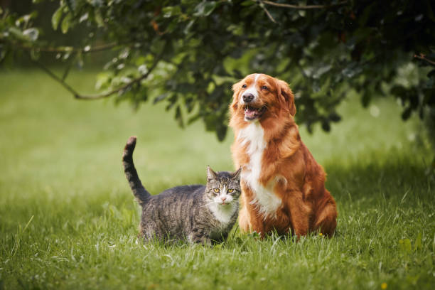 Dog and cat sitting together peacefully